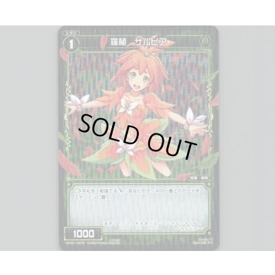 画像1: 羅植 サルビア(パラ)