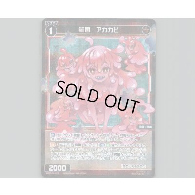 画像1: 羅菌　アカカビ(パラ)