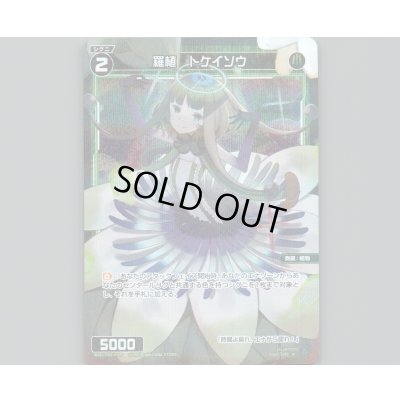 画像1: 羅植 トケイソウ(パラ)