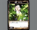 羅植 キヌガサ