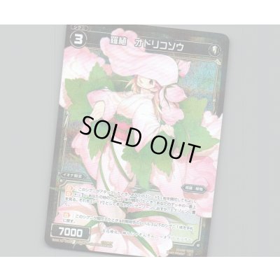 画像1: 羅植 オドリコソウ(パラ)