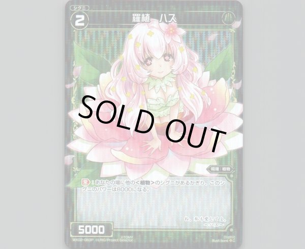 画像1: 羅植 ハス(パラ) (1)