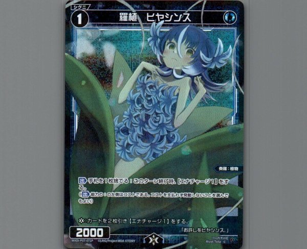 画像1: 羅植 ヒヤシンス(パラ) (1)