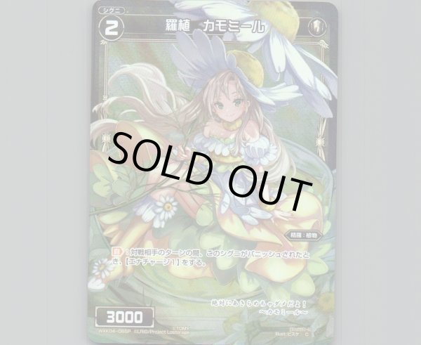 画像1: 羅植 カモミール(パラ) (1)